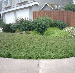 Lawn Alternatives